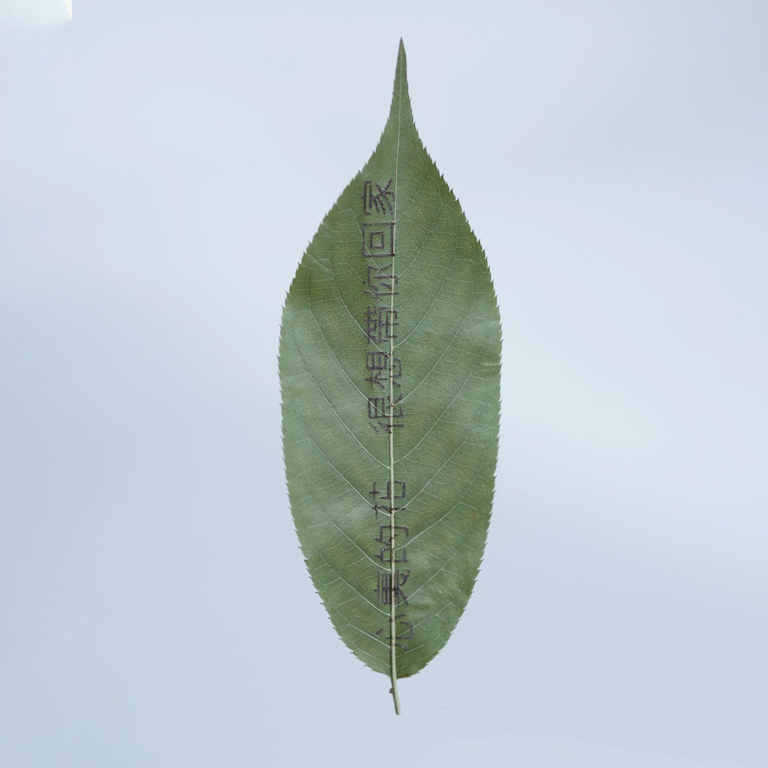 情話葉(訂製) - Image 2